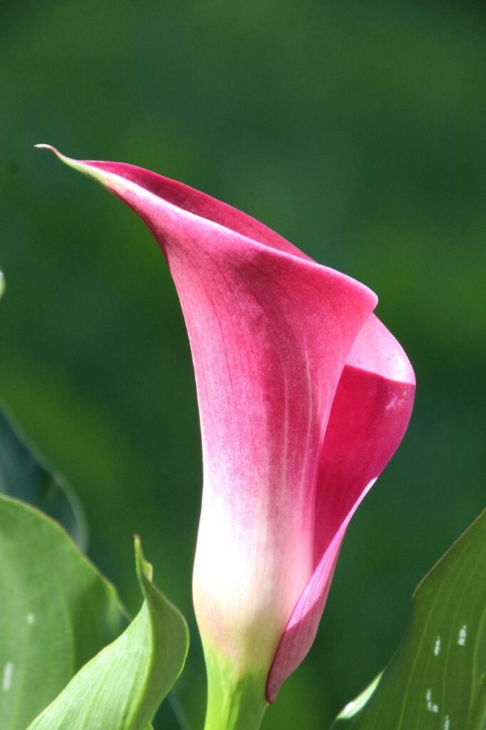 Build a Sales Funnel Using Offer Lab with Russell Brunson